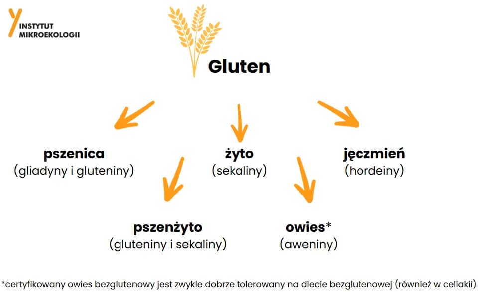 Jak powstaje gluten? Odkryj sekrety jego tworzenia i jakości